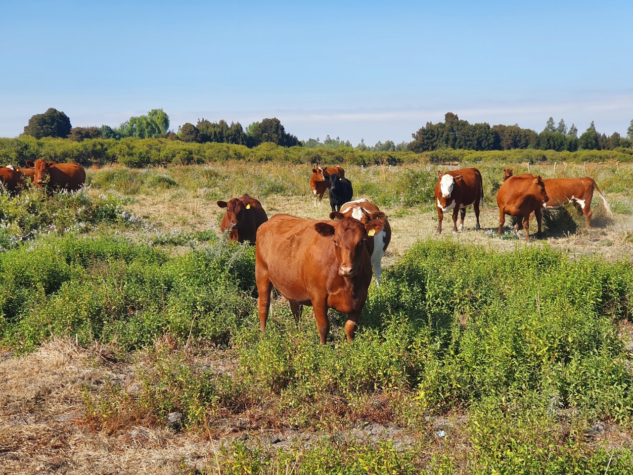 Campo Agrícola HP